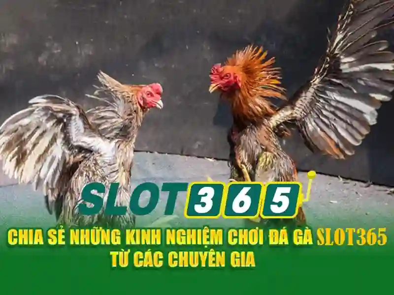 Tại sao chọn Slot365?