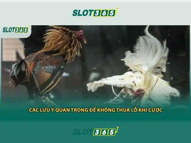 Slot365 là gì? Slot365 là gì?